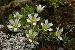 Image of Cerastium pedunculatum Gaudin