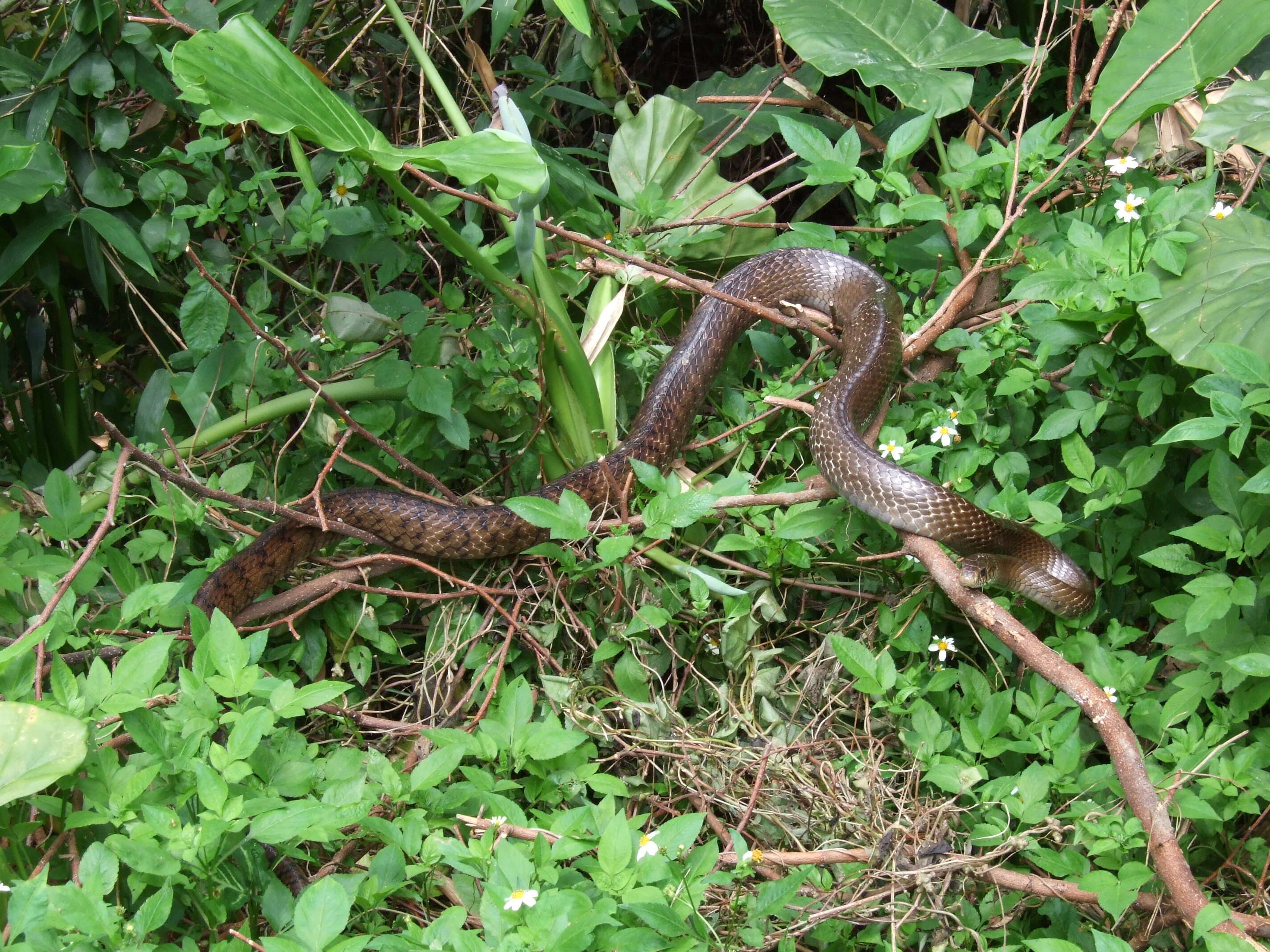 Image of King ratsnake