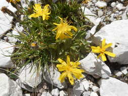 Image of Scorzoneroides montana (Lam.) J. Holub