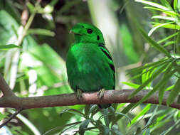 Image of broadbills