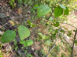 Image of Breynia glauca Craib