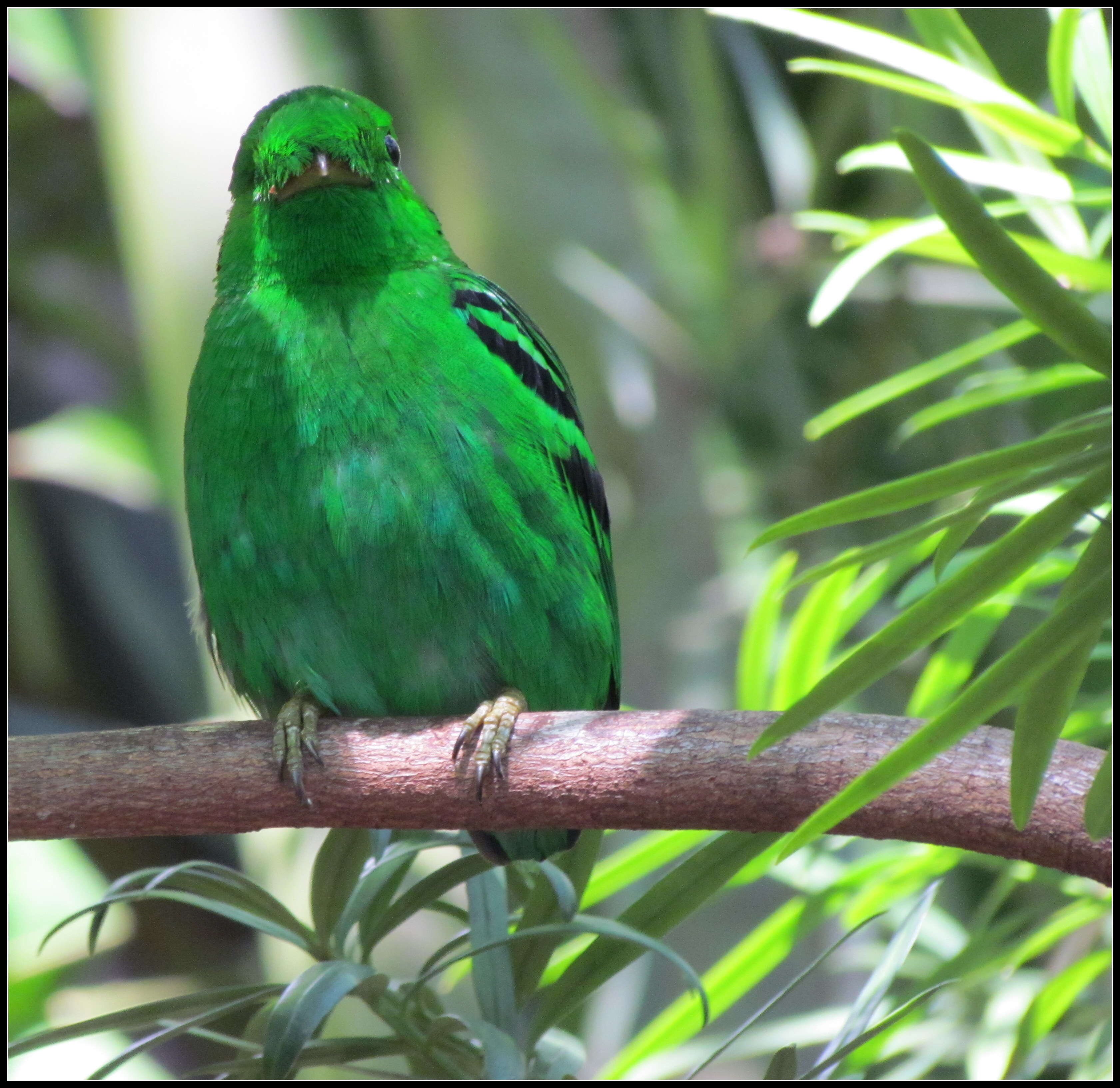 Image of broadbills