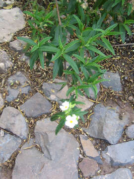 Imagem de Cistus monspeliensis L.