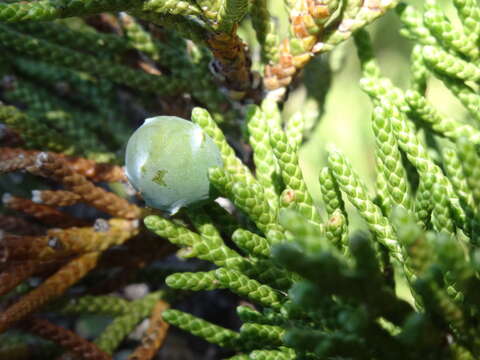 Image of western juniper