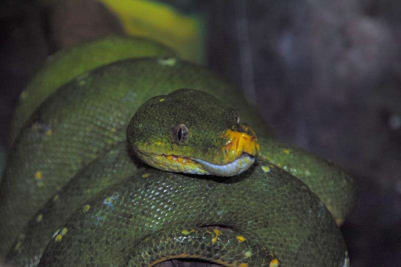 Image of Emerald Tree Boa