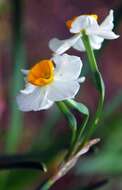 Image of cream narcissus