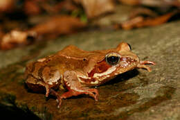 Image of Common frog