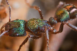 Image of green ant