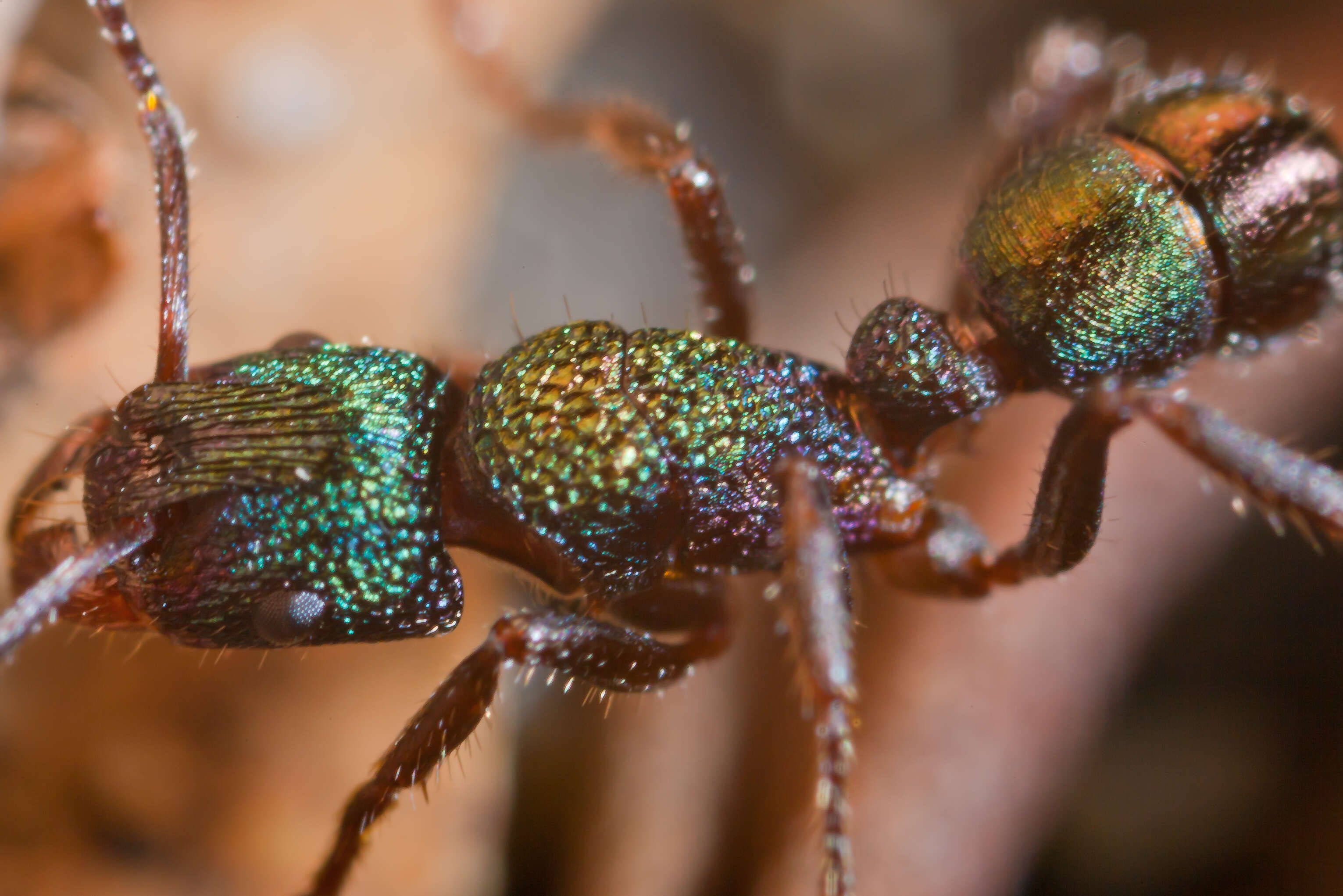 Image of green ant