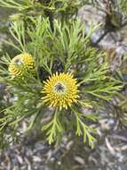 Imagem de Isopogon anemonifolius (Salisb.) Knight