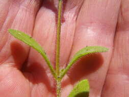 Image de Felicia amoena subsp. latifolia Grau