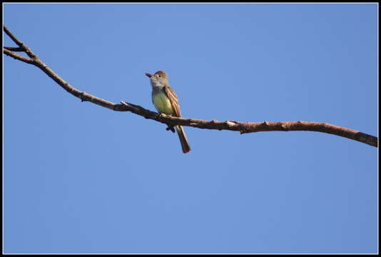 Image of Great Crested Flycatcher