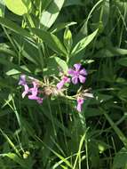 Sivun Phlox pilosa subsp. sangamonensis D. A. Levin & D. M. Sm. kuva