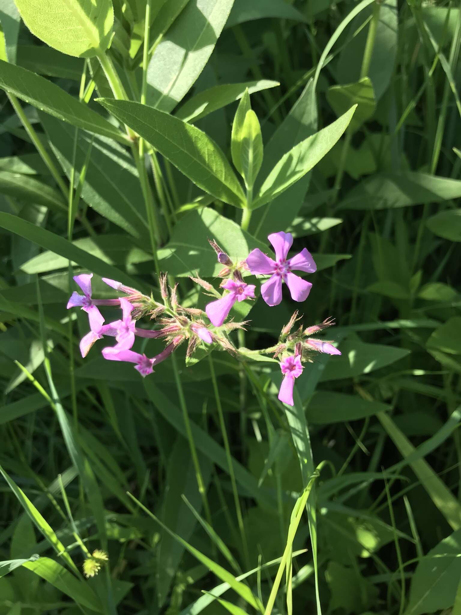 Imagem de Phlox pilosa subsp. sangamonensis D. A. Levin & D. M. Sm.