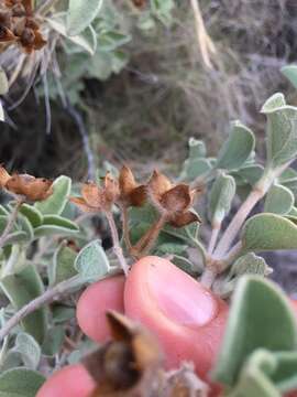 Imagem de Cistus parviflorus Lam.