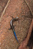 Image of Four-striped Skink