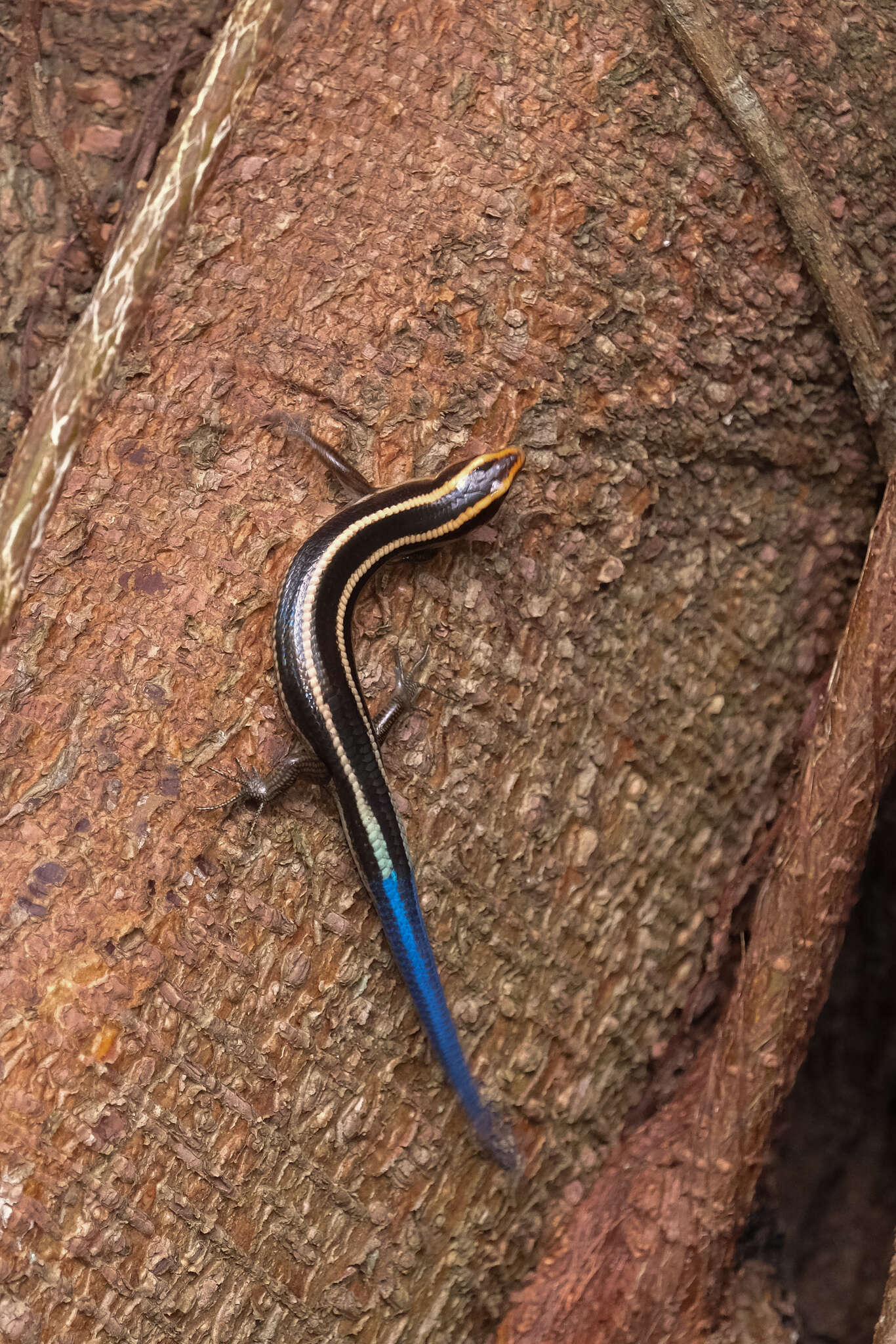 Image of Four-striped Skink