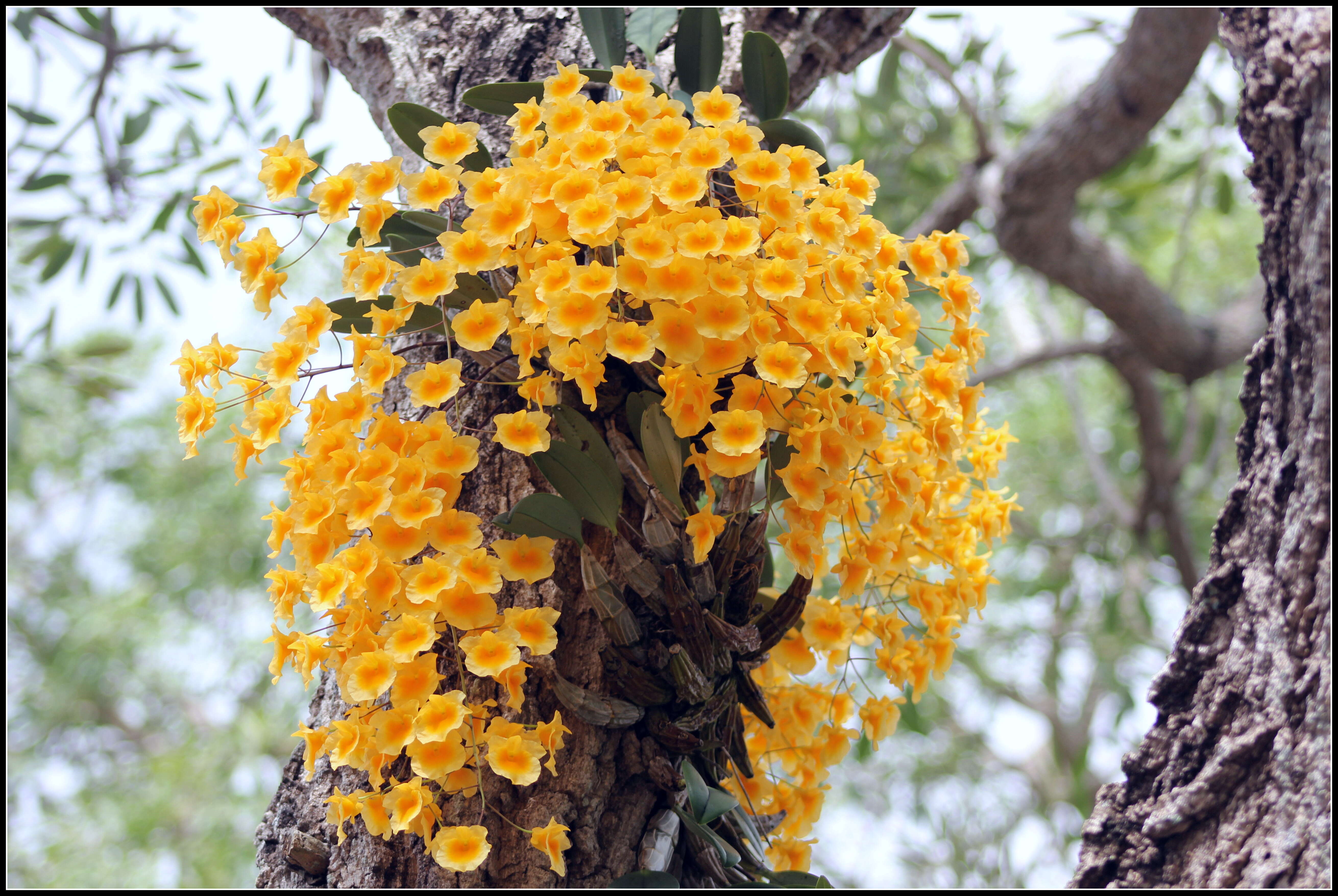 Imagem de Dendrobium lindleyi Steud.