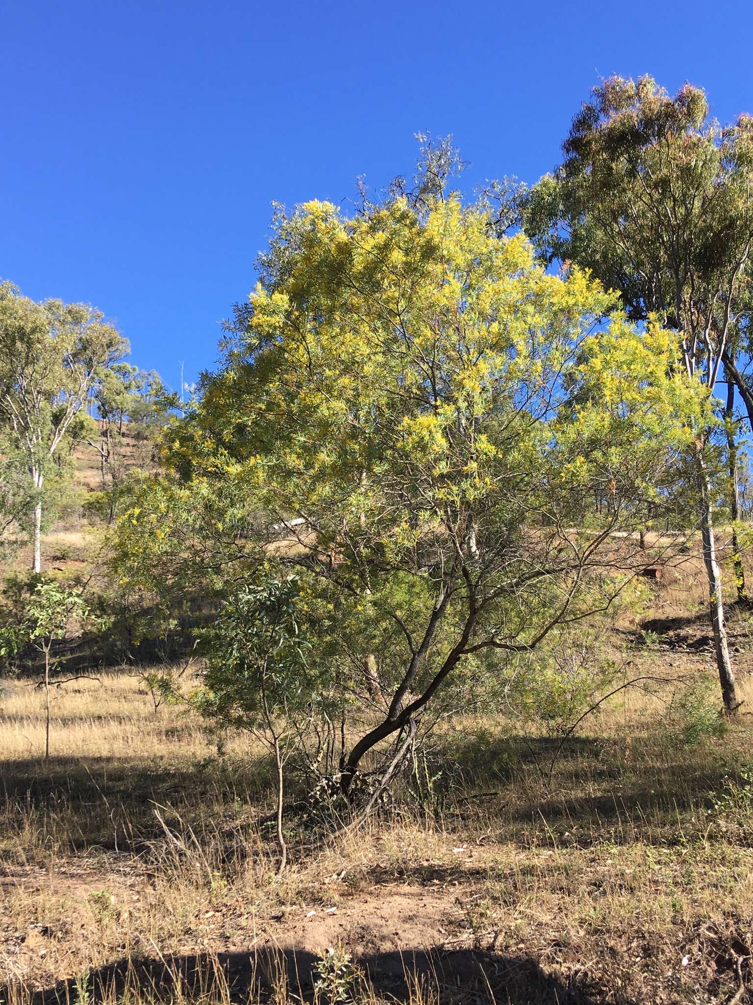 Image of graceful wattle