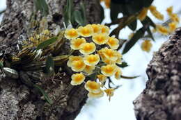 Image of Dendrobium lindleyi Steud.