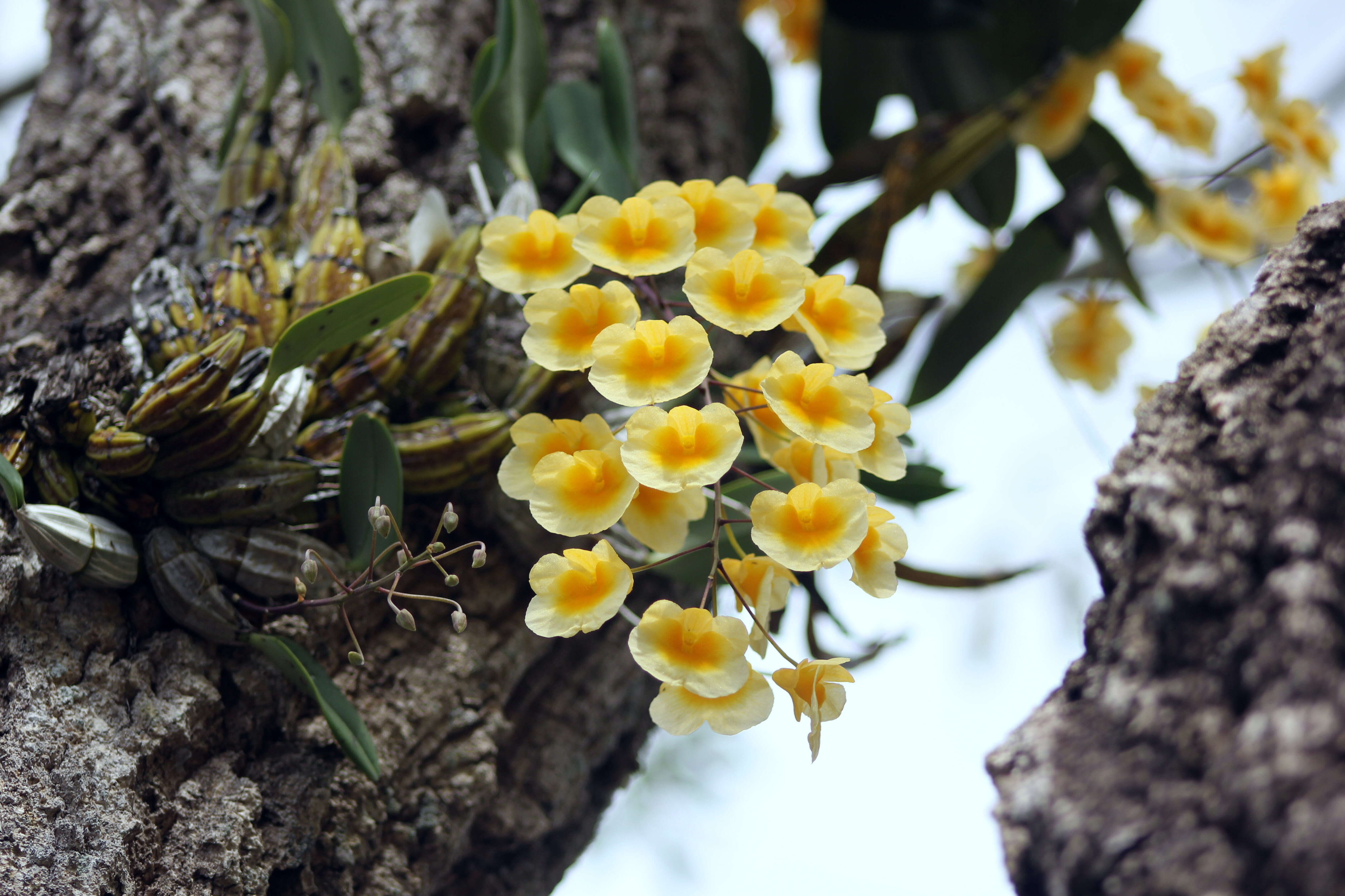 Imagem de Dendrobium lindleyi Steud.