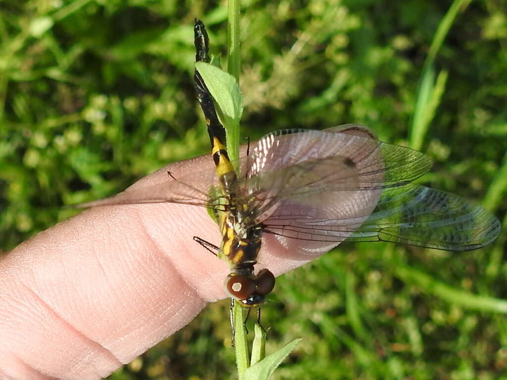 Слика од Celithemis verna Pritchard 1935