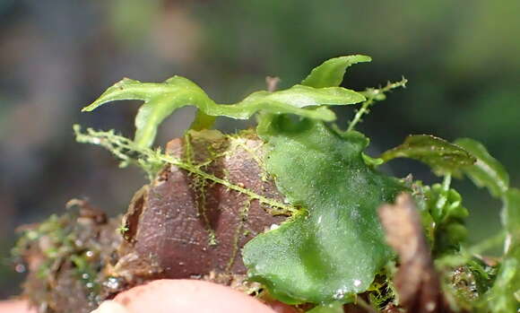 Imagem de Symphyogyna podophylla (Thunb.) Nees & Mont.