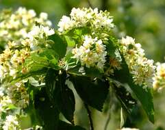 Dombeya cymosa Harv.的圖片