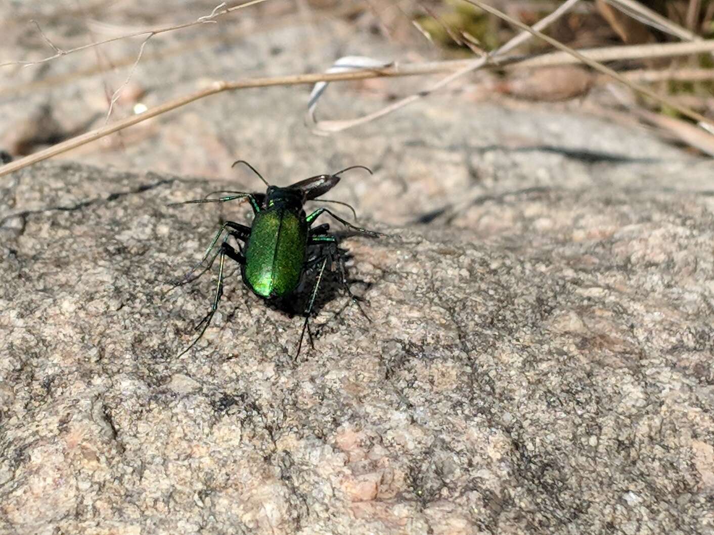 Image of Cicindela (Cicindela) denikei Brown 1934