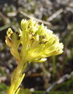 Image of Thesium glomeratum A. W. Hill