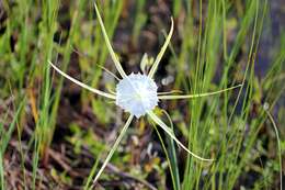 Image of alligatorlily