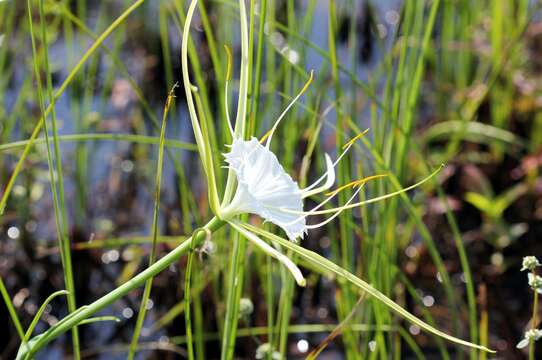 Image of alligatorlily