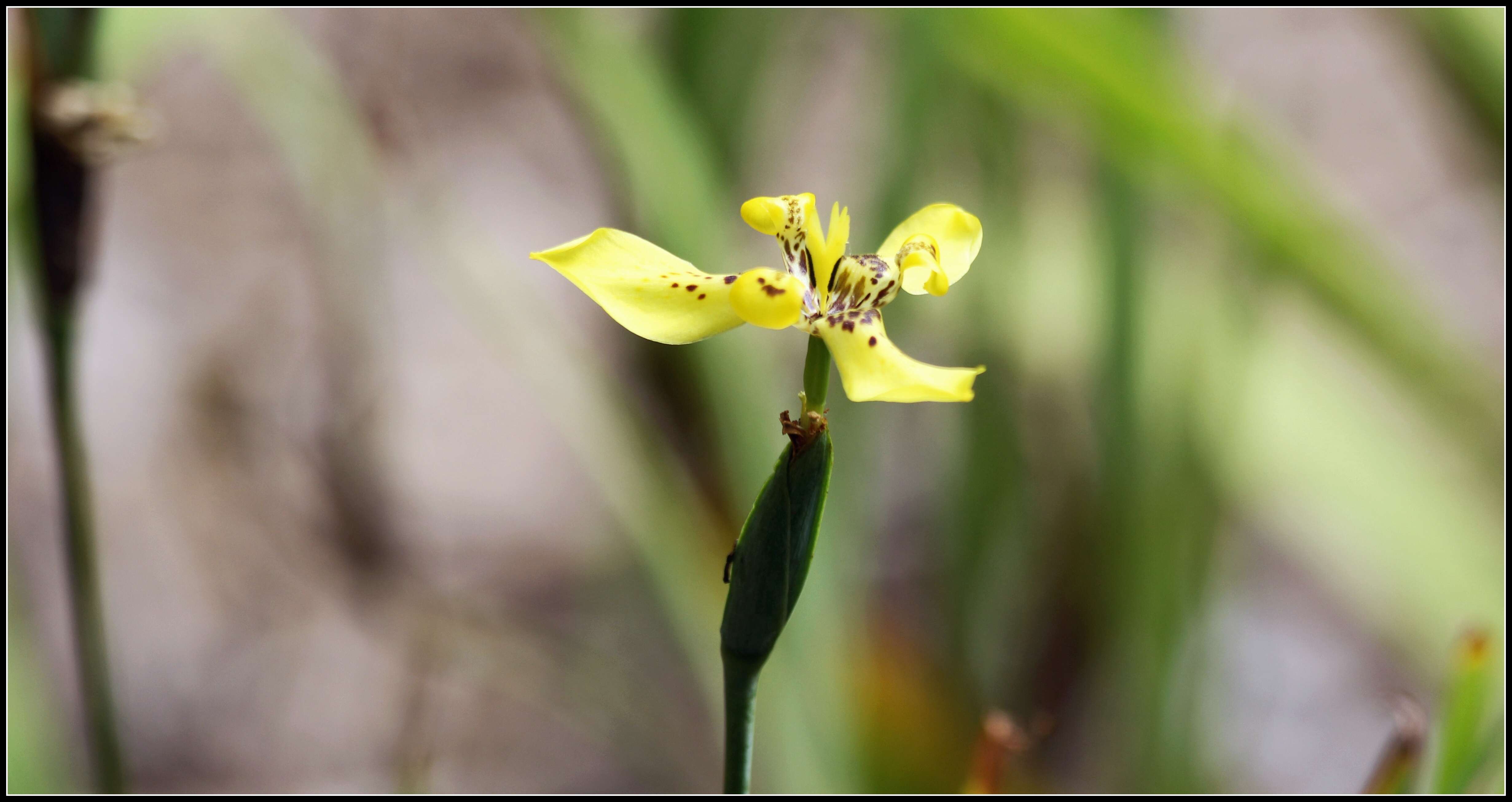 Imagem de Trimezia steyermarkii R. C. Foster