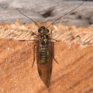 Image of Blastopsocus lithinus (Chapman & P. J. 1930)