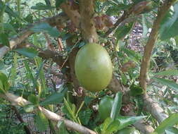 Image of common calabash tree