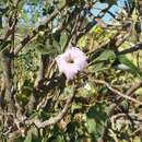 Uncarina stellulifera Humbert resmi