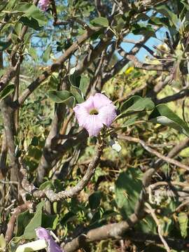 Uncarina stellulifera Humbert resmi