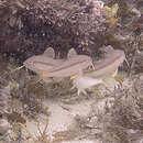 Image of Blue-lined goatfish