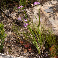 Image of Ixia polystachya var. crassifolia G. J. Lewis