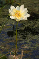 Image of American lotus