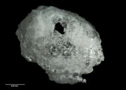 Image de Benthocardiella obliquata chathamensis Powell 1933