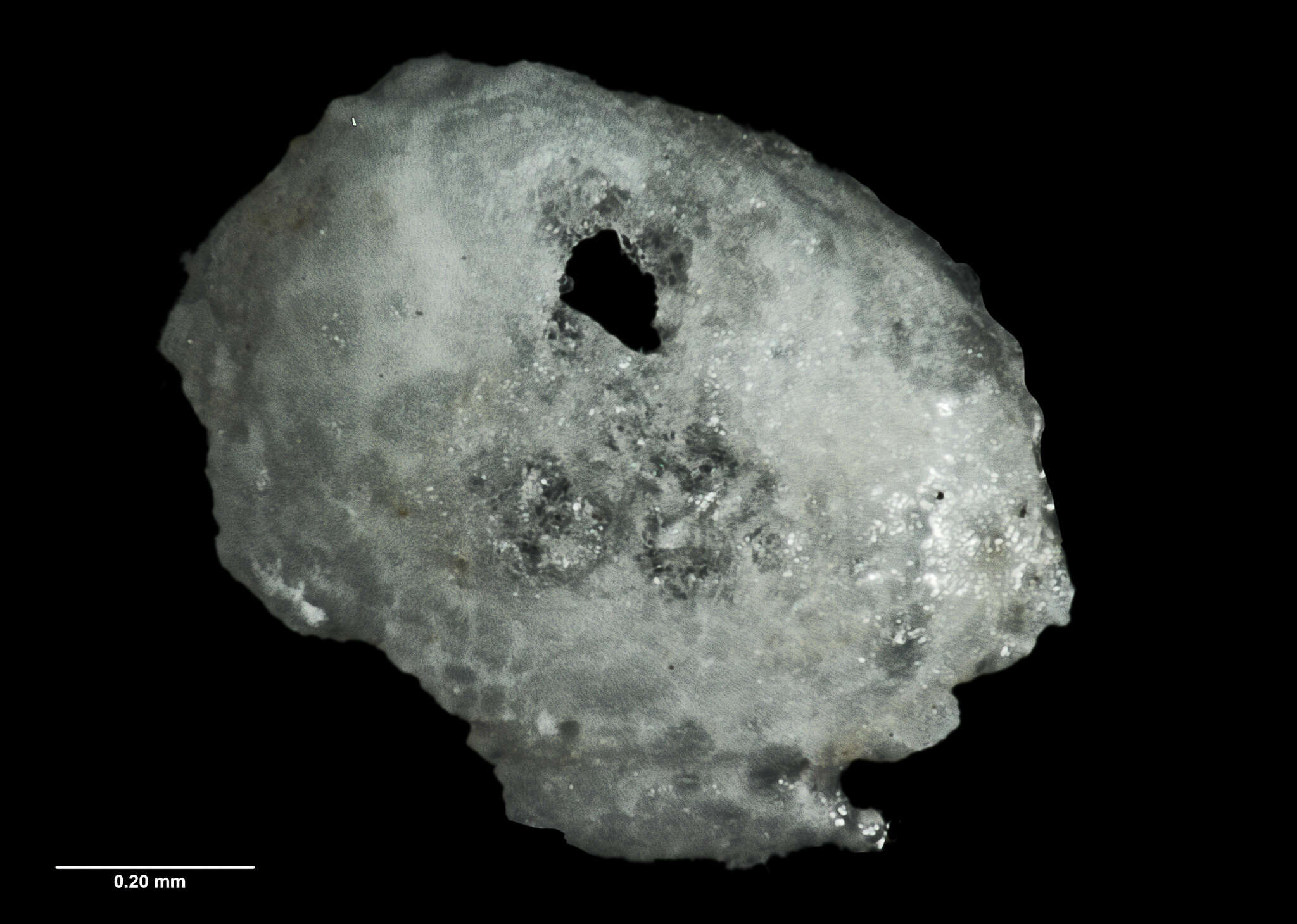 Plancia ëd Benthocardiella obliquata chathamensis Powell 1933