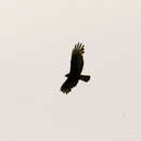 صورة Buteo albonotatus Kaup 1847