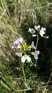 Image of cuckoo flower