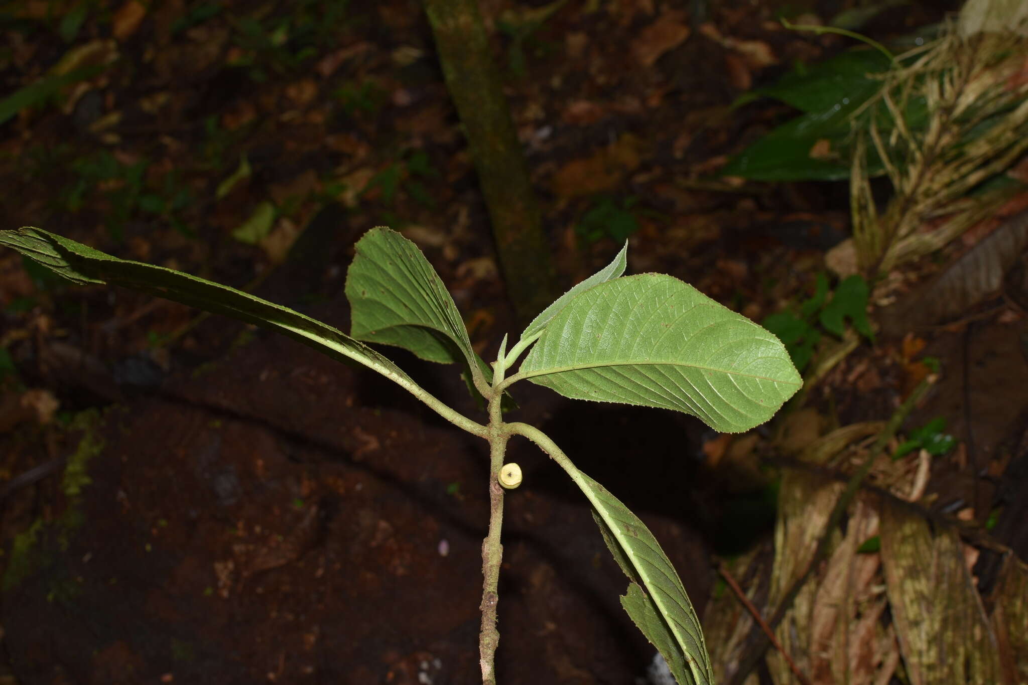 Image of Siparuna pauciflora (Beurl.) A. DC.