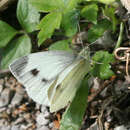 Image of Pieris mannii alpigena