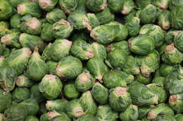 Image of Brussels Sprout