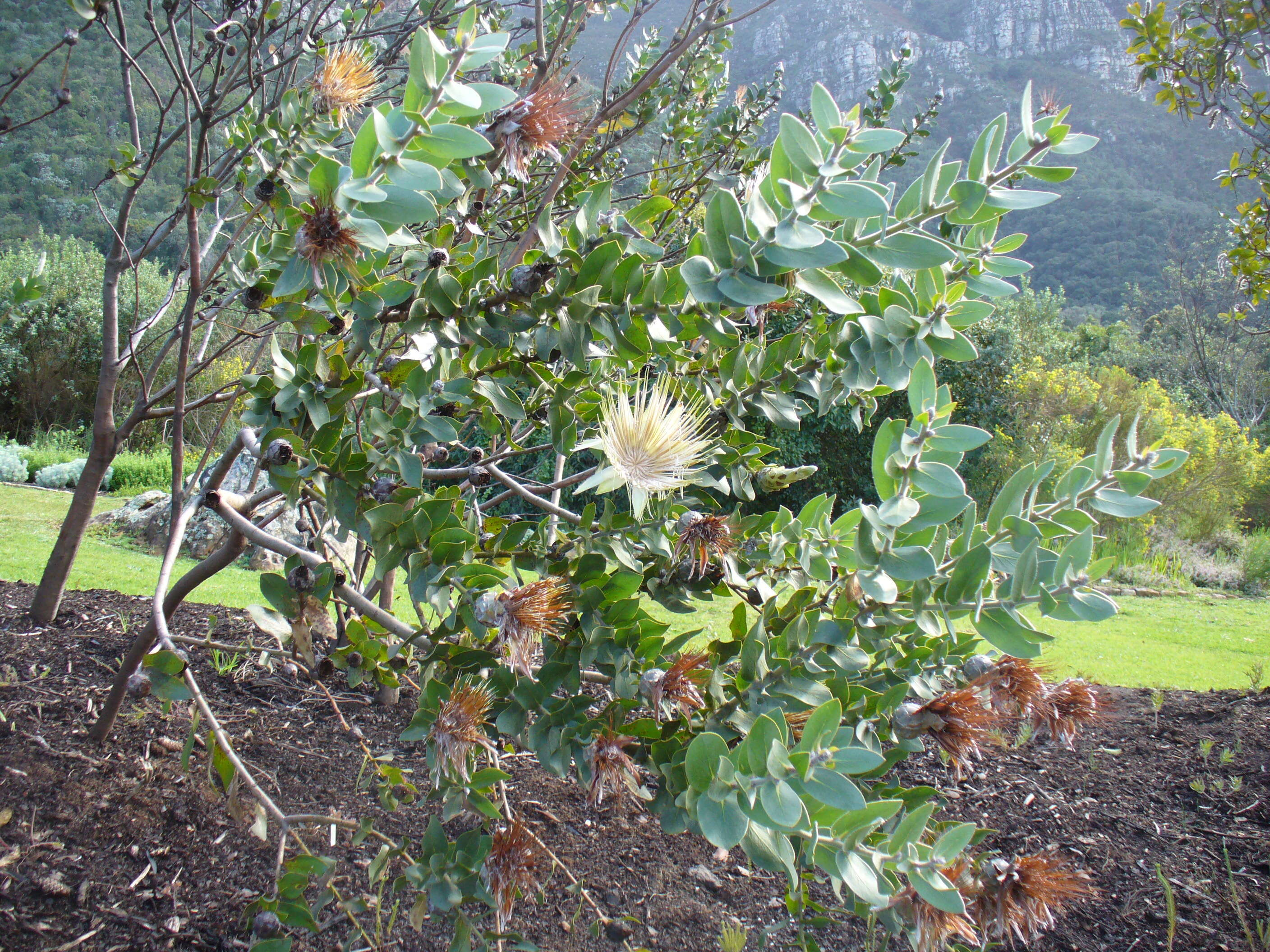 Image of Shuttlecock sugarbush