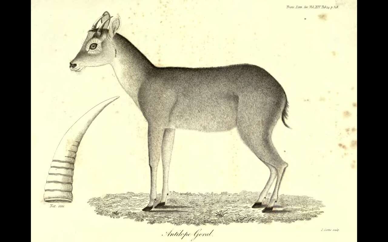 Image of Himalayan Goral