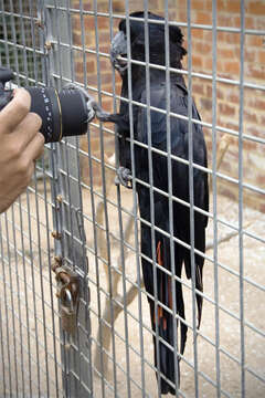 Image of Red-tailed Black-Cockatoo